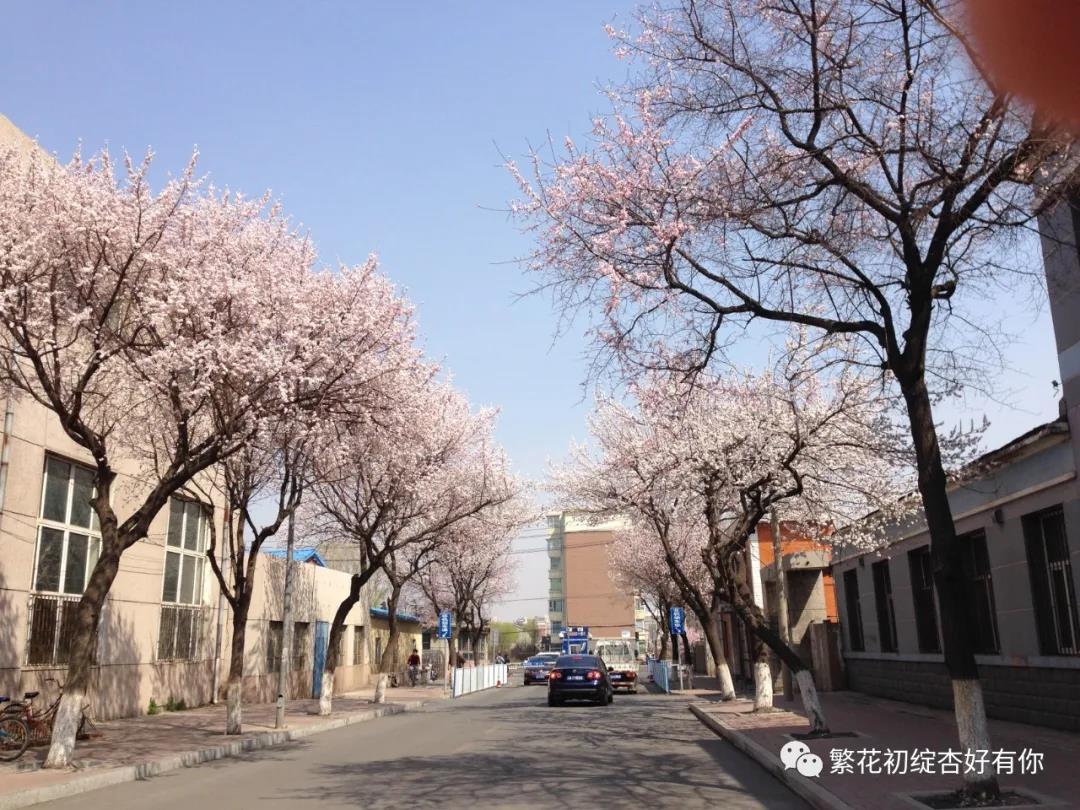 堪比武大樱花，哈工程的杏花长廊里有最哈尔滨的春天