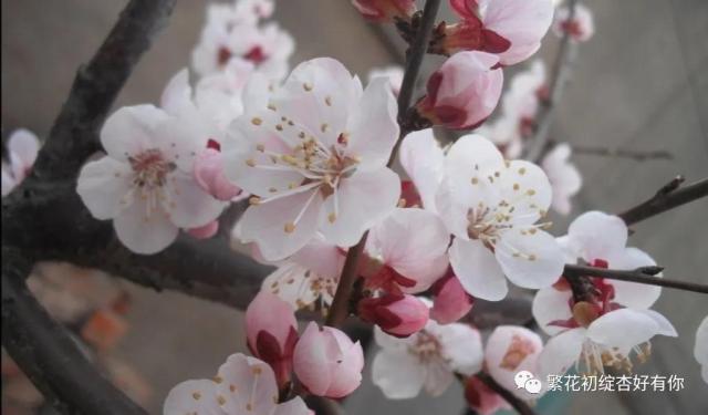 杏花与杏花精神 吉林大学生物与农业工程学院